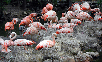 Flamingoes